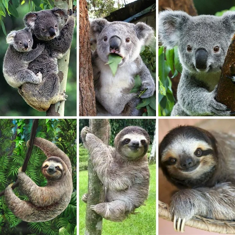 5D Diamond Painting Sloth Koal - огляд і ціна Embroidery In Australia